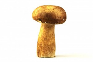 mould in rental property