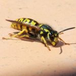 wasp in rental property