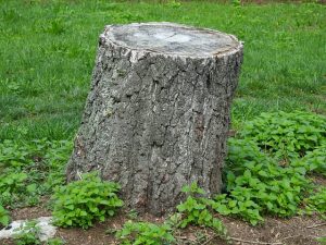 Treestump